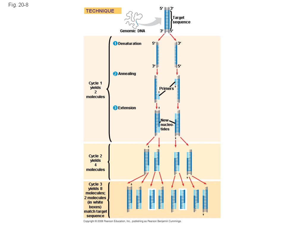 Fig. 20-8 5 Genomic DNA TECHNIQUE Cycle 1 yields 2 molecules Denaturation Annealing Extension